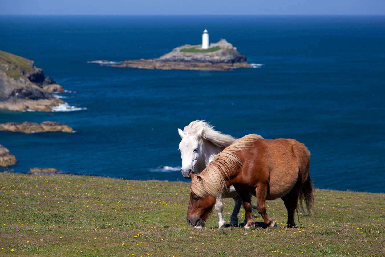 large.gb_shetland_ponies.jpg.73cc2c62a49